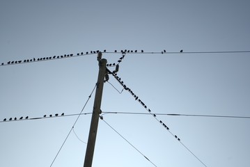 electric pole and wires with Birds