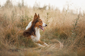 Wall Mural - portrait of a dog in nature. Pet for a walk.