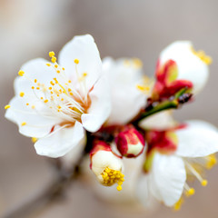 Wall Mural - Plum blossoms in full bloom in Japan