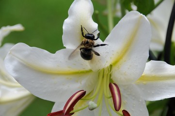 Wall Mural - bumblebee on lily