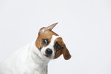 Fototapeta Psy - A greyish Jack Russell Terrier makes subtle expressions on a white background
