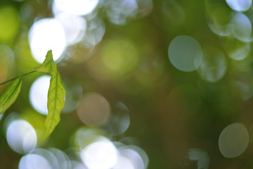 Closeup nature view of green leaf on blurred greenery background in garden with copy space for text using as summer background natural green plants landscape, 