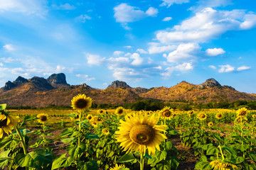 Wall Mural - sunflower at kao jeen lae mountain in lopburi, thailand