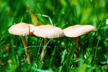 Young Toadstool Mushrooms Grow On The Green Lawn Of A Wild Meadow. Nature Background