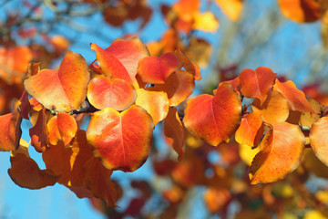 Autumn Leaves (CA 07761)