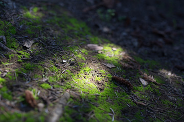 Beautiful moss with colorful bokeh