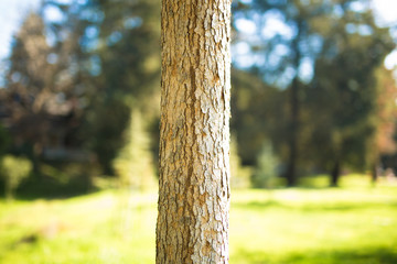 Beautiful tree with colorful bokeh at the Japanese Friendship Garden in San Jose California