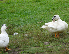 Two White Ducks Rest On A Summer Day. Village Life In Russia