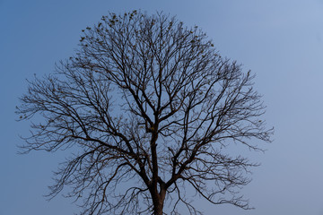 Wall Mural - tree against blue sky