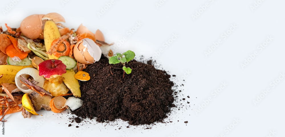 Compostul Compost from fruits, vegetable scraps and plant sprout in ground ...