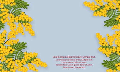 Wall Mural - mimosa flowers with branches and leaves on light background. view with copy space add text. spring y