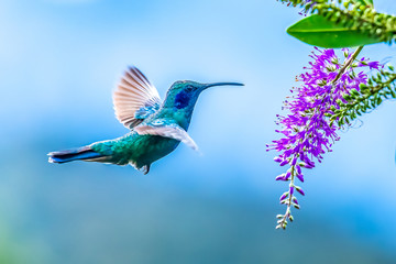 Wall Mural - blue hummingbird violet sabrewing flying next to beautiful red flower. tinny bird fly in jungle. wil