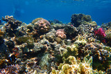Fototapeta Do akwarium - coral reef in Red Sea