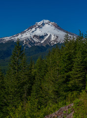 Canvas Print - Forest and Mountain - Mt Hood - Oregon