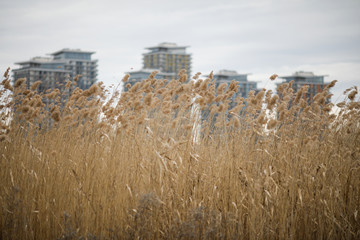 Shallow depth of field (selective focus) with reed blown by the wind and high building in the background.