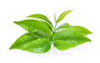 © supamas - green tea leaf isolated on white