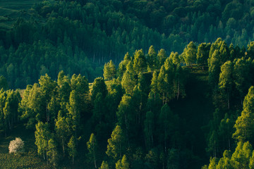 Sunrays over a green forest in summer.