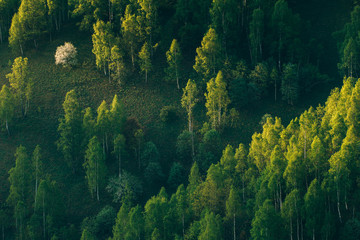 Sunrays over a green forest in summer.