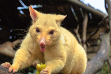 Closeup Of Funny And Cute Golden Brushtail Possum In Nature With The Tongue Hanging Out. It Is Found Only In Tasmania Because Of Its Rare Genetic Mutation.