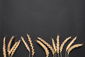 Heap of wheat stems on black background with copy space.