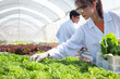 Scientist collecting hydroponic vegetables sample for analysis.
