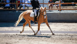 Fototapeta Konie - Dressage horse with rider at a tournament when initiating a turn with the outside leg straight..