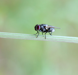 fly walking on a leaf