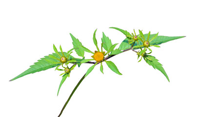 Sticker - Medicinal herb bur-marigold 5