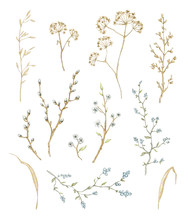 Big Set With Dry Herbs, Willow Branches And Twigs With Flowers And Berries Isolated On White Background. Watercolor Hand Drawn Illustration