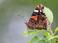 Red Admiral Butterfly - Vanessa Atalanta Sitting On A Flower. 