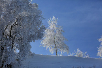 Beautiful winter landscape. Trees in a snowy early cold morning against the sky