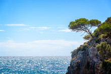 Pine Tree On A Rock By The Sea, Mediterranean Landscape In Menorca Balearic Islands, Spain