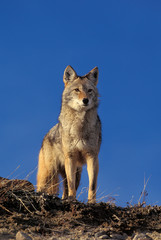 Sticker - COYOTE canis latrans