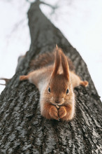 Squirrel Eats Nuts Hanging Upside Down On Tree