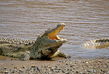 CROCODILE DU NIL Crocodylus Niloticus