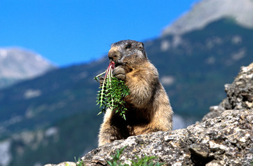 Sticker - MARMOTTE DES ALPES marmota marmota