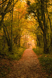 Fototapeta Sypialnia - Golden autumn road through the forest. Yellow fallen leaves on a rocky road, trees create a tunnel of branches