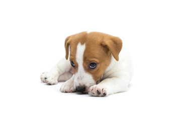 Jack Russell Terrier puppy isolated on white background