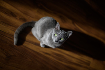 Wall Mural - portrait of a russian blue cat