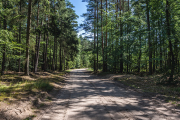 Poster - Dust road in forest in Kamien County, located in West Pomerania region of Poland