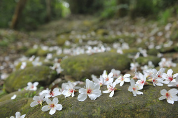 Sticker - Vernicia fordii Sanyi Miaoli