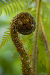 Wall Mural - Cyathea lepifera