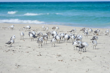 Wall Mural - Flock of seagulls on the beach of Atlantic Ocean, Cuba