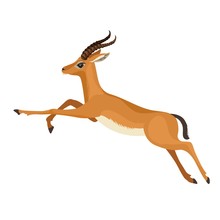 Gazelle Or Antelope With Horn Running In Wildlife. African Mammal Animal. Vector