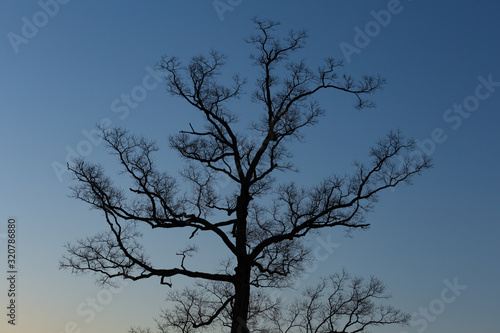 ブルアワーと南京櫨の裸木 Buy This Stock Photo And Explore Similar Images At Adobe Stock Adobe Stock ブルアワーと南京櫨の裸木 Buy This Stock Photo And Explore Similar Images At Adobe Stock Adobe Stock