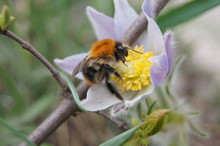 Bumble Bee On The Crocus