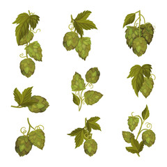 Wall Mural - Fresh Hop Plants with Cones and Green Leaves Isolated on White Background Vector Set