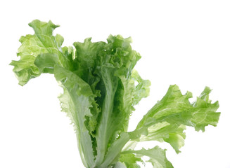 green leaf lettuce on a white background