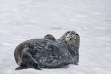 Dangerous Leopard Seal On Ice Floe In Antarctica.