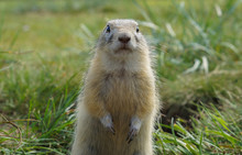 Close-up Portrait Of A Cute Ground Squirrel In The Green Field
